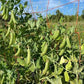 Cascadia Snap Pea