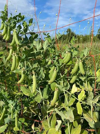 Cascadia Snap Pea
