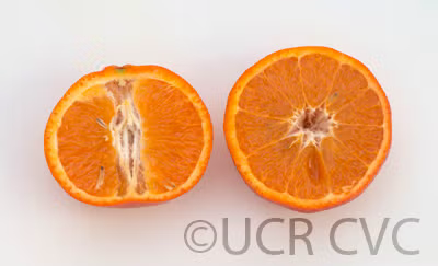 Yosemite Gold Mandarin Budwood citrus plant material online shopping