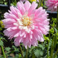 Chilson’s Pride Dahlia