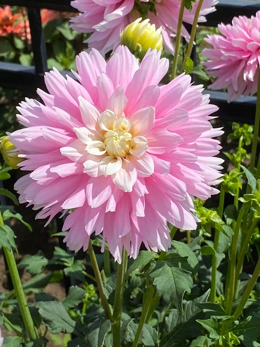 Chilson’s Pride Dahlia