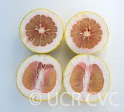 Rubidoux Pummelo Hybrid Budwood citrus plant material online shopping