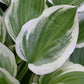 Touchstone Hosta Plants online shopping