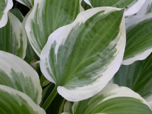 Touchstone Hosta Plants online shopping