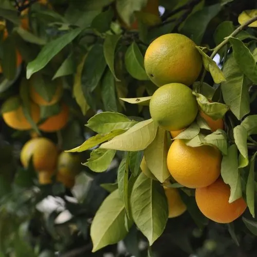 Carrizo Citrange Seed citrus plant material online shopping