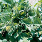 Sorrento Broccoli