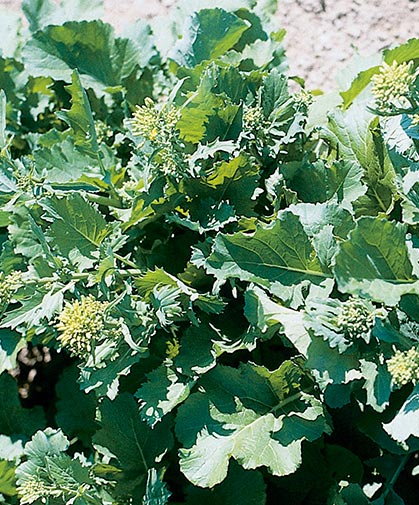 Sorrento Broccoli