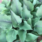 Jane’s Blush Hosta Plants online shopping