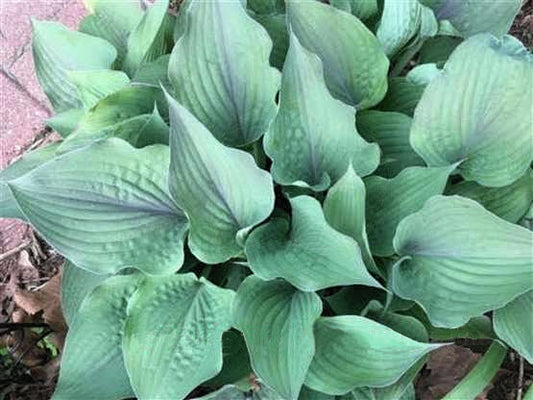 Jane’s Blush Hosta Plants online shopping