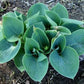 Kiwi Blue Baby Hosta Plants online shopping