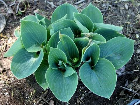 Kiwi Blue Baby Hosta Plants online shopping