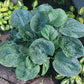 Clear Folk River Valley Hosta Plants online shopping