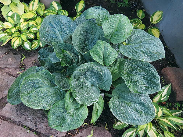 Clear Folk River Valley Hosta Plants online shopping
