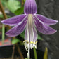 Feather Boa Hosta Plants online shopping
