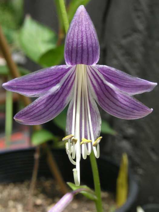 Feather Boa Hosta Plants online shopping