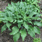 Holar Wild Side Hosta Plants online shopping