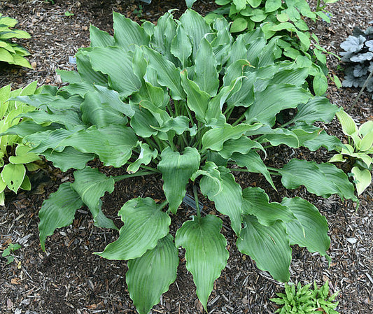 Holar Wild Side Hosta Plants online shopping
