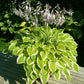 Lakeside Ninita Hosta Plants online shopping