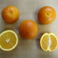 Dream Navel Orange Budwood citrus plant material online shopping