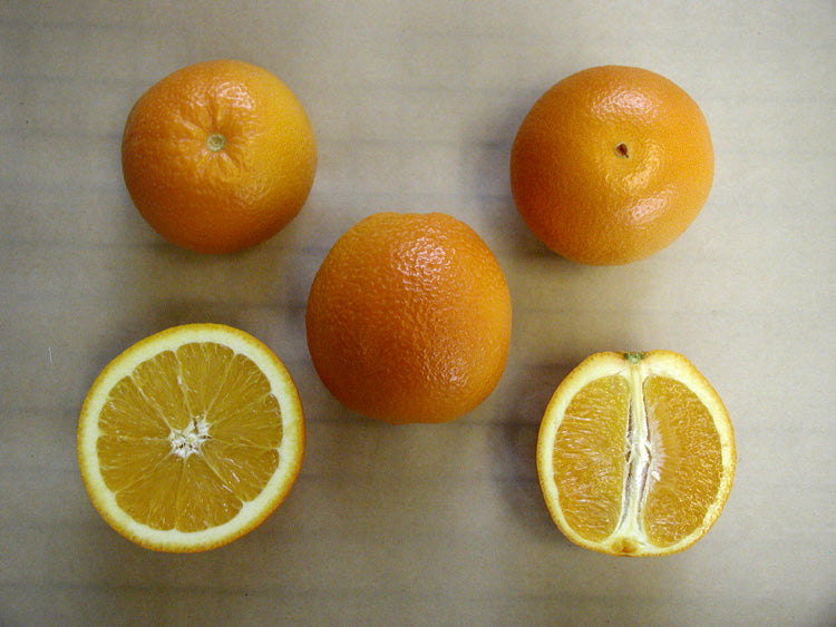 Dream Navel Orange Budwood citrus plant material online shopping