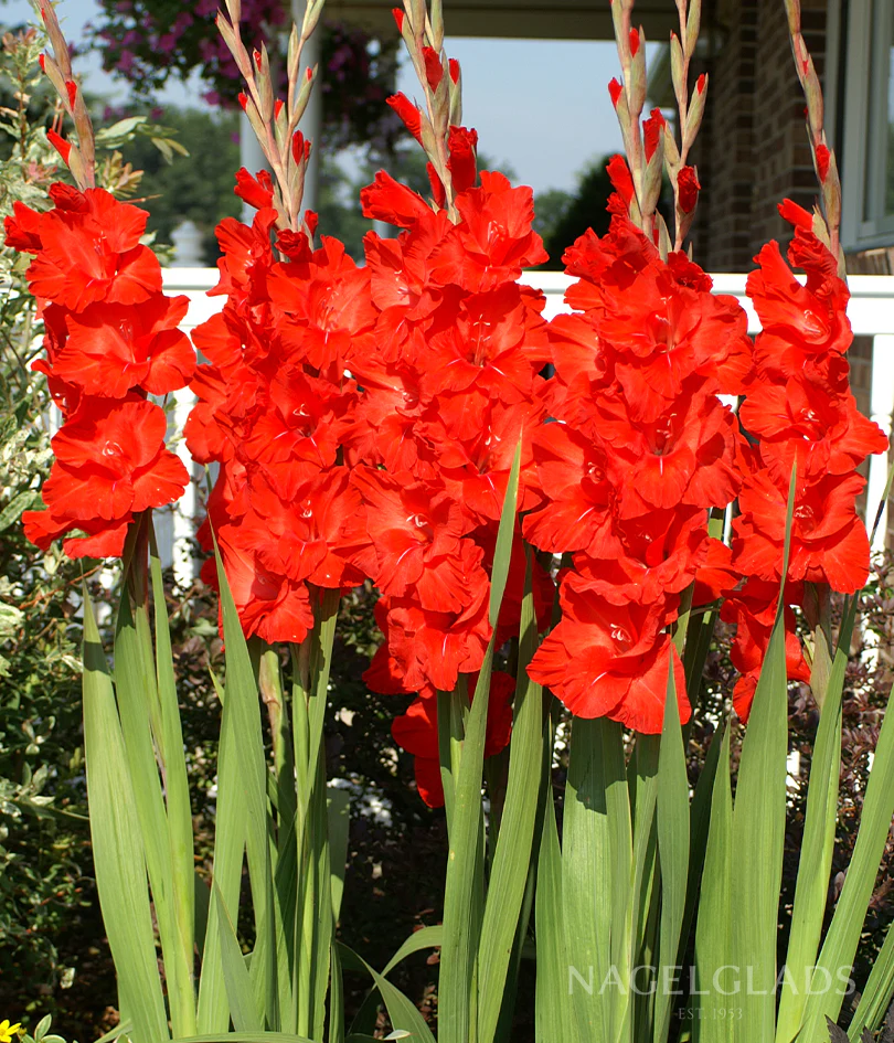Dador de Pan Gladiolus Corms
