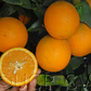 Cutter Nucellar Valencia Orange Budwood citrus plant material online shopping