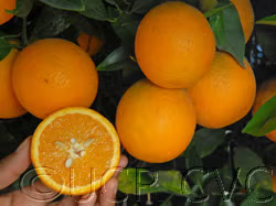 Cutter Nucellar Valencia Orange Budwood citrus plant material online shopping
