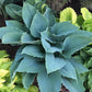 Valyrian Steel Hosta Plants online shopping