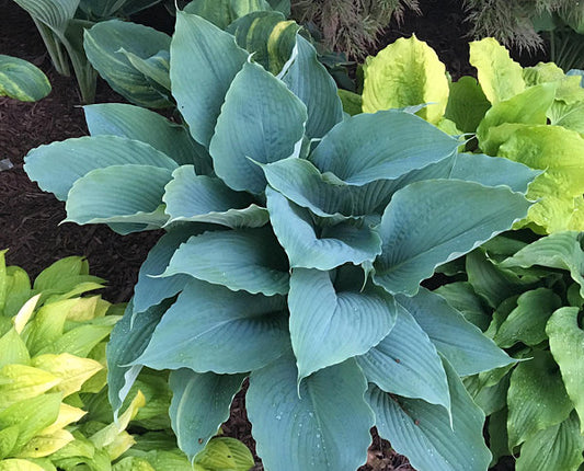 Valyrian Steel Hosta Plants online shopping