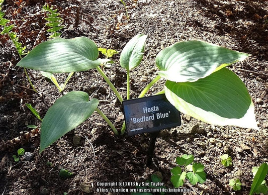 Bedford Blue Hosta Plants online shopping