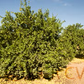 Castelo Lime Budwood citrus plant material online shopping