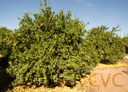 Castelo Lime Budwood citrus plant material online shopping