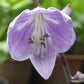 Slim And Trim Hosta Plants online shopping