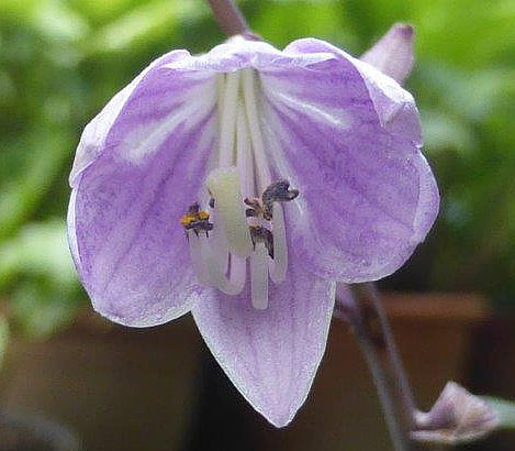 Slim And Trim Hosta Plants online shopping