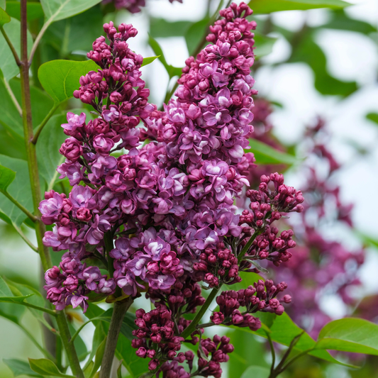 Charles Joly Lilac