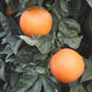 Fukumoto Navel Orange Budwood citrus plant material online shopping