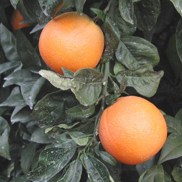 Fukumoto Navel Orange Budwood citrus plant material online shopping