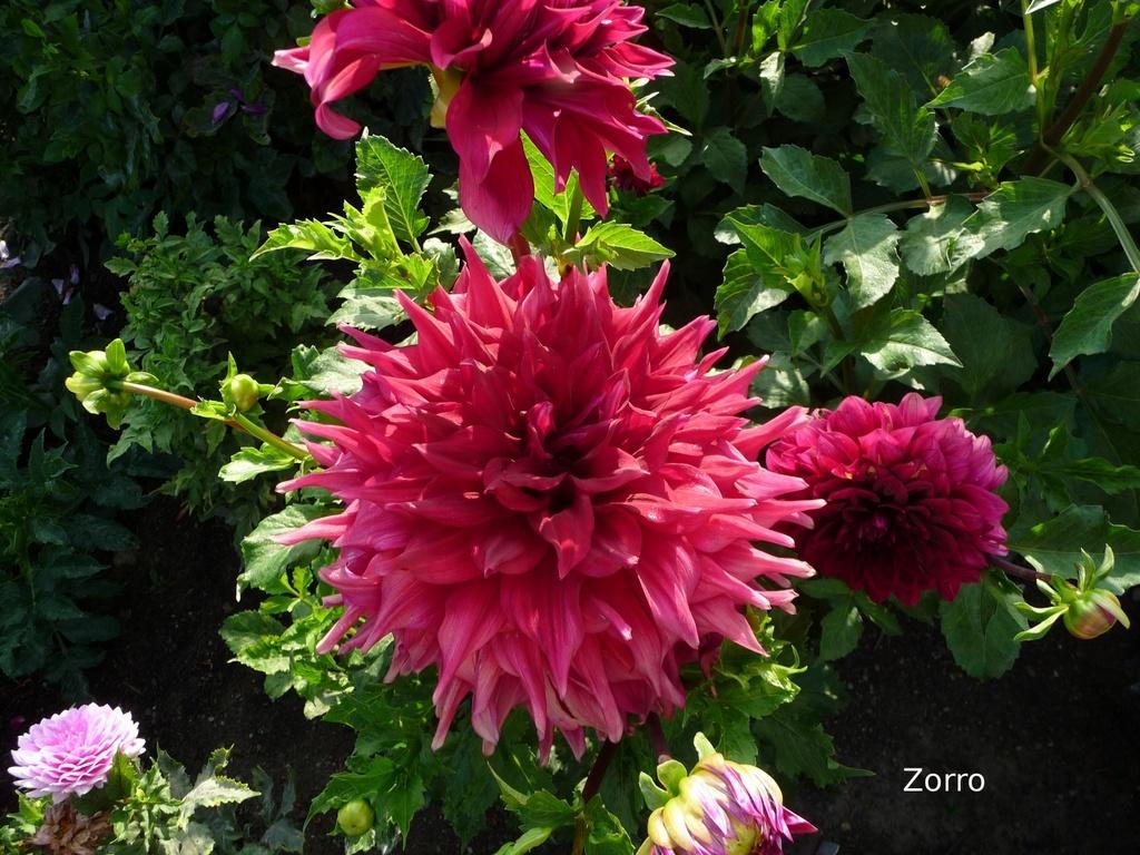 Zorro Dahlia