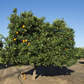 Pehrson #3 Valencia Orange Budwood citrus plant material online shopping