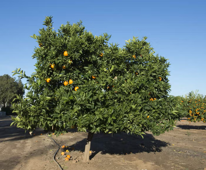 Pehrson #3 Valencia Orange Budwood citrus plant material online shopping