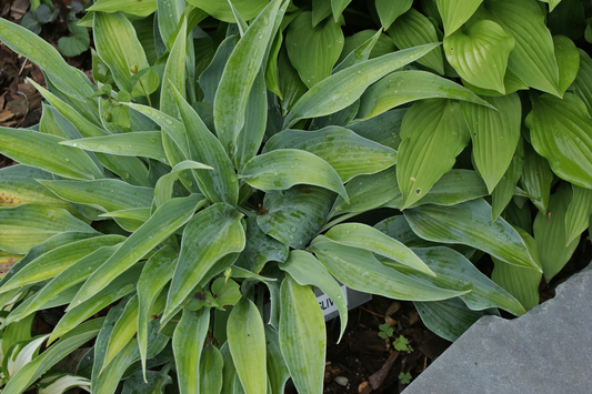 Blue Silver Hosta Plants online shopping