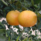 Wekiwa Tangelo Mandarin Budwood citrus plant material online shopping