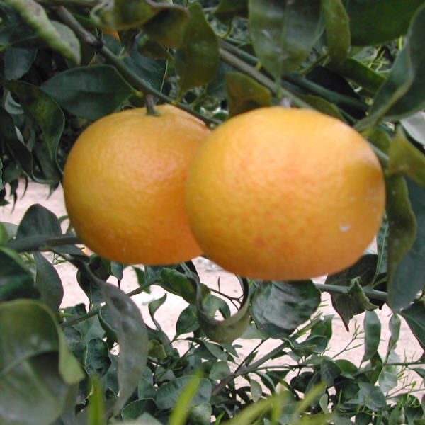 Wekiwa Tangelo Mandarin Budwood citrus plant material online shopping