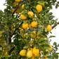 Limonero Fino Largo 95 Lemon Budwood citrus plant material online shopping