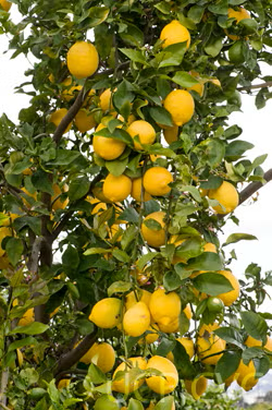 Limonero Fino Largo 95 Lemon Budwood citrus plant material online shopping