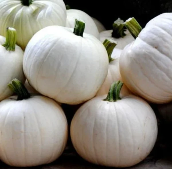 Blanco F1 Pumpkin