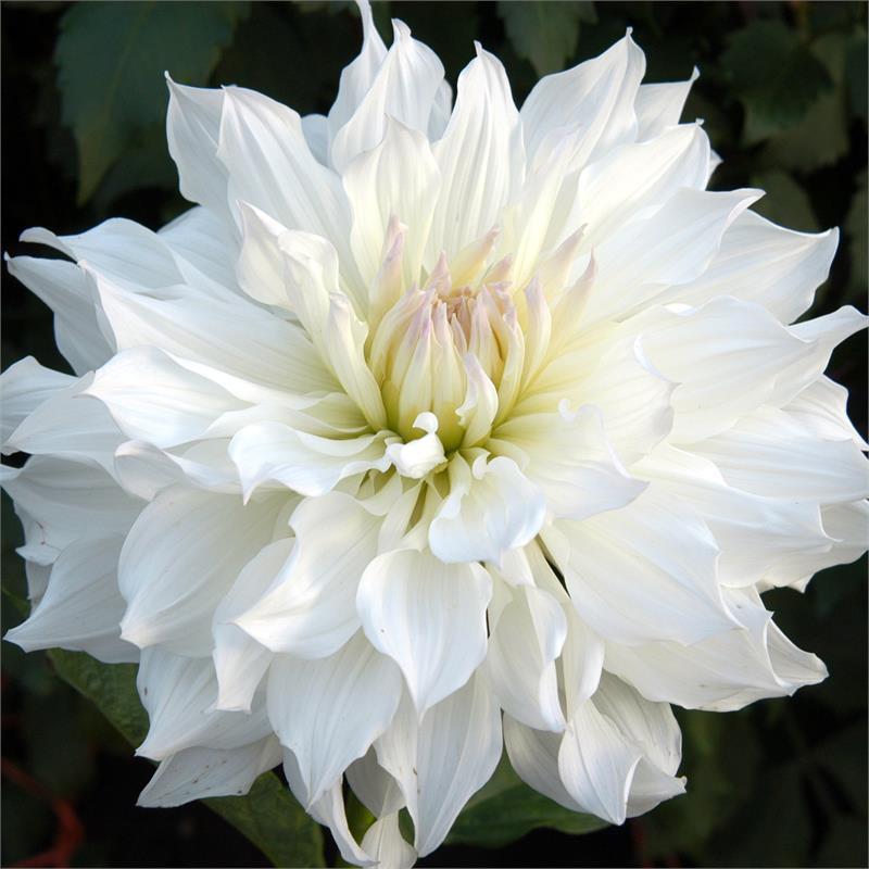 Iceberg Dahlia