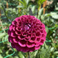 Ivanetti Dahlia