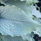 Wind Beneath My Wings Hosta Plants online shopping