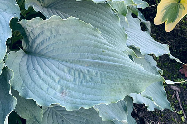 Wind Beneath My Wings Hosta Plants online shopping